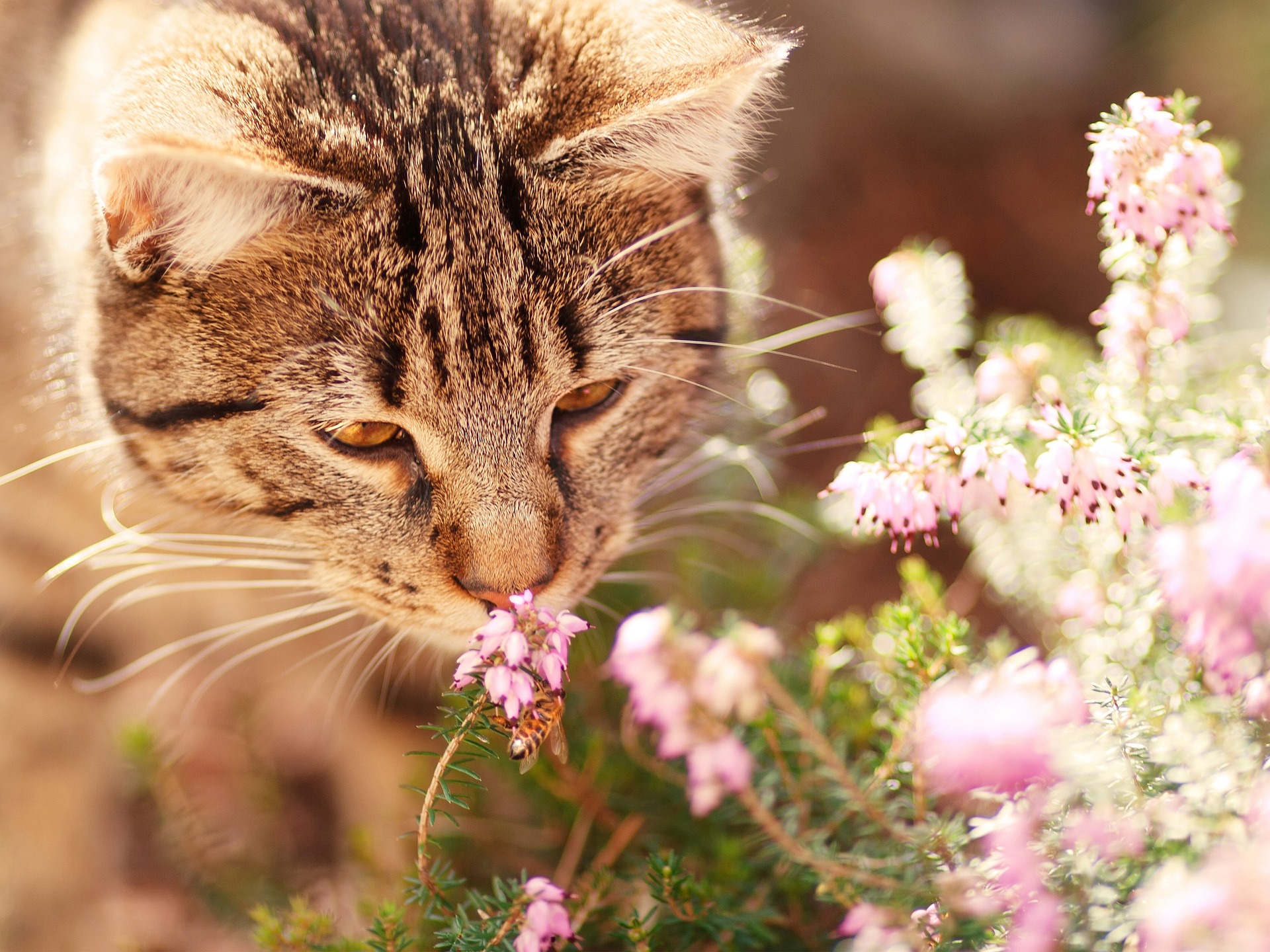 cat-1187281_1920